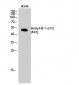 EF-1 α1/2 (Acetyl Lys41) Polyclonal Antibody