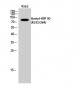 HSP 90 (Acetyl Lys292/284) Polyclonal Antibody