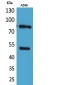 HSP 90 (Acetyl Lys435) Polyclonal Antibody