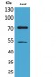 Ku-70 (Acetyl Lys539) Polyclonal Antibody