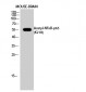 NFκB-p65 (Acetyl Lys218) Polyclonal Antibody