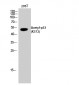 p53 (Acetyl Lys372) Polyclonal Antibody