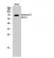 p73 (Acetyl Lys321) Polyclonal Antibody
