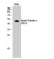 Tubulin α (Acetyl Lys352) Polyclonal Antibody