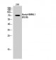BMAL1 (Acetyl Lys538) Polyclonal Antibody