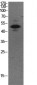 p53 (Acetyl Lys373) Polyclonal Antibody