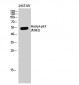 p53 (Acetyl Lys382) Polyclonal Antibody