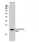 NF-E4 (Acetyl Lys43) Polyclonal Antibody