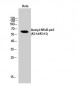 NFκB-p65 (Acetyl Lys314/Lys315) Polyclonal Antibody