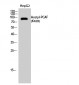 PCAF (Acetyl Lys428) Polyclonal Antibody