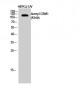CRM1 (Acetyl Lys568) Polyclonal Antibody