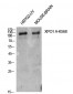 CRM1 (Acetyl Lys568) Polyclonal Antibody