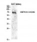 HSP70 (Acetyl Lys246) Polyclonal Antibody