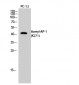 AP-1 (Acetyl Lys271) Polyclonal Antibody