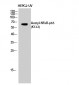 NFκB-p65 (Acetyl Lys122) Polyclonal Antibody