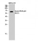 NFκB-p65 (Acetyl Lys221) Polyclonal Antibody