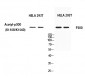 p300 (Acetyl Lys1558/Acetyl Lys1560) Polyclonal Antibody
