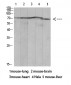 Ku-70 (Acetyl Lys317) Polyclonal Antibody