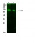 ACSS1 (Acetyl-K642) Polyclonal Antibody