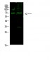 E2F-1 (Acetyl-K117) Polyclonal Antibody