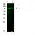 E2F-1 (Acetyl-K125) Polyclonal Antibody