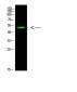 p53 (Acetyl-K305) Polyclonal Antibody