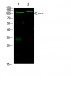 Rb (Acetyl-K873/K874) Polyclonal Antibody