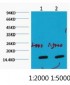 COX IV Monoclonal Antibody(6C8)