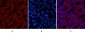 COX IV Monoclonal Antibody(6C8)