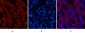 COX IV Monoclonal Antibody(6C8)