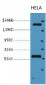 CD45 Monoclonal Antibody(12A9)