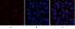 CD45 Monoclonal Antibody(12A9)