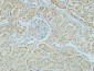 AMACR Monoclonal Antibody(4A12)