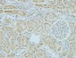 AMACR Monoclonal Antibody(4A12)