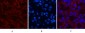 AMACR Monoclonal Antibody(4A12)