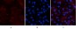 CD23 Monoclonal Antibody(1E9)