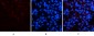 CD23 Monoclonal Antibody(1E9)