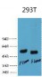 p53 Monoclonal Antibody(6C4)