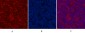 CDX2 Monoclonal Antibody(14H6)