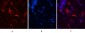 GFAP Monoclonal Antibody(5C8)