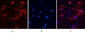 GFAP Monoclonal Antibody(5C8)