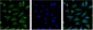 Aquaporin 4 Monoclonal Antibody(4H1)
