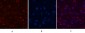 Aquaporin 4 Monoclonal Antibody(4H1)