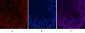 Ki 67 Monoclonal Antibody(4A8)