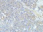 MAP2 Monoclonal Antibody(7D4)