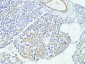 MAP2 Monoclonal Antibody(7D4)