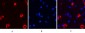 MAP2 Monoclonal Antibody(7D4)