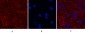 MAP2 Monoclonal Antibody(7D4)