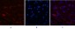 CD1 Monoclonal Antibody(9H6)