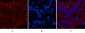 CD4 Monoclonal Antibody(11A1)